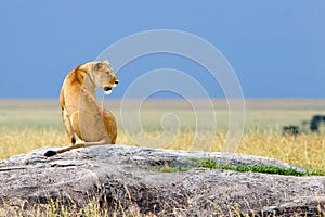 Siting Alone Simba photo