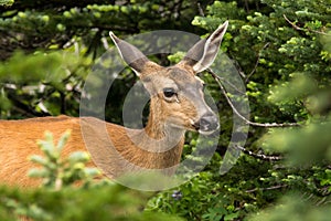 Sitka Black-tail Deer photo