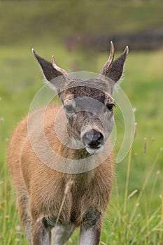 Sitka Blacktail Deer