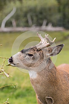 Sitka Blacktail Deer Buck Browsing