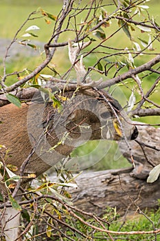 Sitka Blacktail Deer Buck