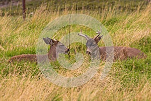 Sitka Blacktail Deer Bucks