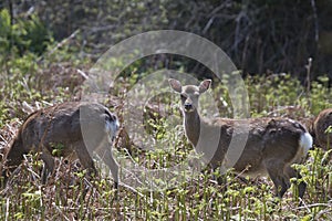 Sitka Deer grazing on Innisfallen Island, Lough Leane photo