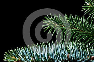 Sitka spruce branch on black