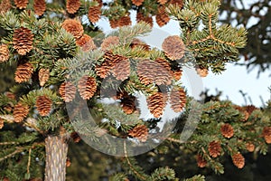 Sitka spruce cones