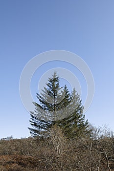 Sitka spruce in Iceland.