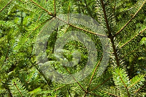 Sitka spruce needles