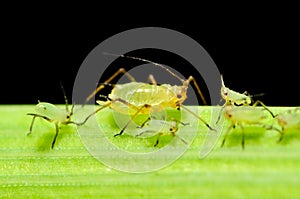 Sitobion avenae (English Grain Aphid) adult and nymphs on barley