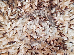 Sitophilus oryzae lesser grain weevil injured on rice.