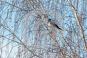 Sits on the bare branches of a tree against the blue sky