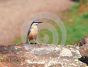 Sitta, commonly know as the Nuthatch