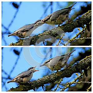 Sitta europaea asiatica. Nuthatches.