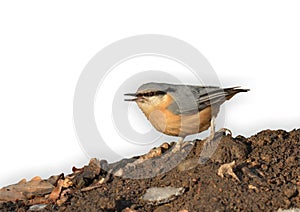 Sitta europaea - Eurasian nuthatch