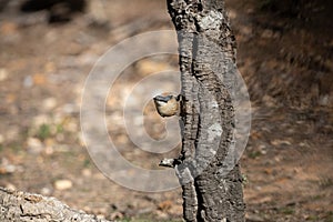 Sitta europaea, the Eurasian nuthatch bird