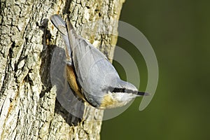 Sitta europaea / Eurasian Nuthatch - closeup