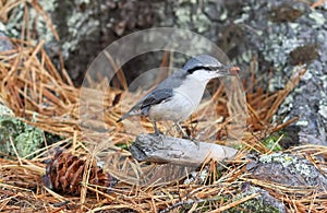 Sitta europaea. Nuthatch common close-up in the North of Siberia