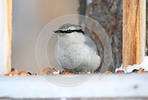 Sitta europaea. Nuthatch winter day