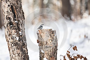 Sitta europaea sakhalinensis bird or The nuthatches constitute a genus, sitting on the stump