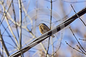 (Sitta europaea), it is a small bird found in temperate Europe and Asia