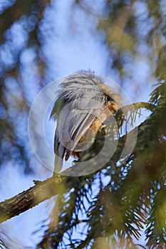 (Sitta europaea), it is a small bird found in temperate Europe and Asia