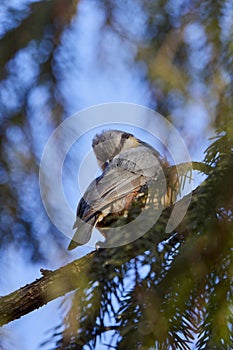 (Sitta europaea), it is a small bird found in temperate Europe and Asia