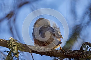 (Sitta europaea), it is a small bird found in temperate Europe and Asia