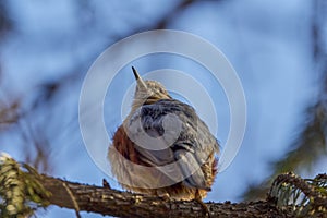 (Sitta europaea), it is a small bird found in temperate Europe and Asia