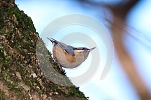 Sitta europaea on tree trunk