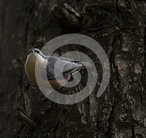 Sitta europea `Trepadeira-azul` a little blue song bird in the natural park of `Bom Jesus` Braga. photo