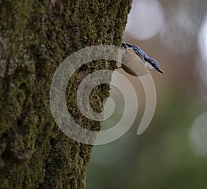 Sitta europea `Trepadeira-azul` a little blue song bird in the natural park of `Bom Jesus` Braga. photo