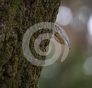 Sitta europea `Trepadeira-azul` a little blue song bird in the natural park of `Bom Jesus` Braga. photo