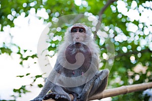 Sitting adult macaque monkey