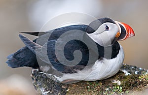 Adult Atlantic Puffin sitting on a rock ledge, Ytre Norskoya, Svalbard