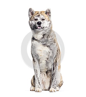 Sitting Akita inu panting and looking at the camera, isolated on white