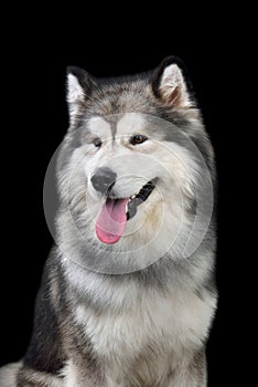 Sitting Alaskan Malamute