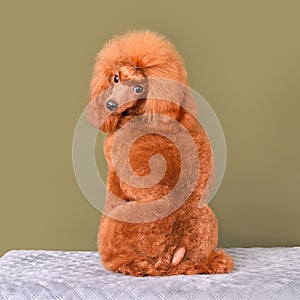 Sitting apricot poodle