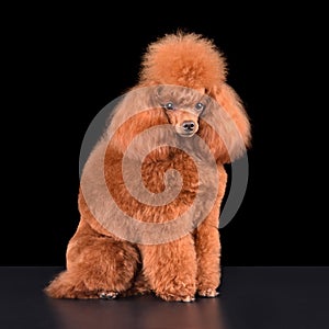 Sitting apricot toy poodle