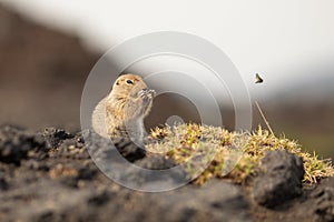 Sitting Arctic ground squirrel or parka in Kamchatka near Tolbachik volcano