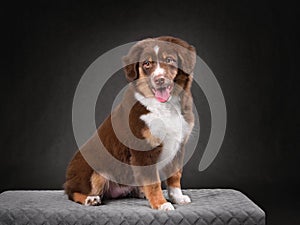 Sitting Australian Shepherd puppy