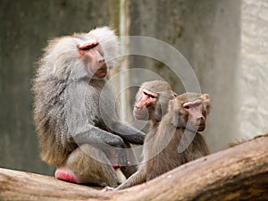 Sitting baboons