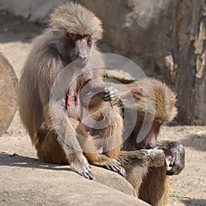Sitting baboons, outdoors