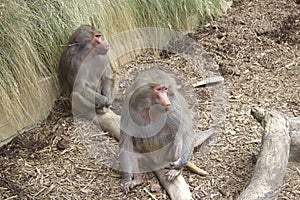 Sitting Baboons