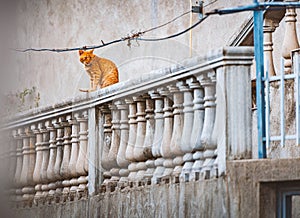 Ð¡at sitting on balcony in street of Podgorica