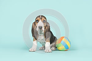 Sitting basset artesien normand puppy with a multi colored toy ball on a blue background