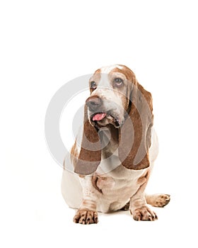 Sitting basset hound making a funny face sticking its tongue out