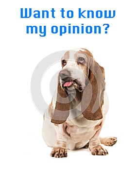 Sitting basset hound making a funny face sticking its tongue out with the text ` want to know my o