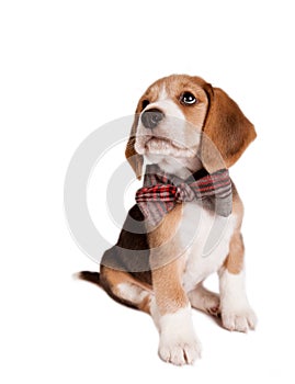 Sitting beagle puppy with bow tie