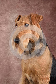 Sitting beautiful Airedale Terrier