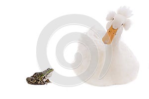 Sitting beautiful white duck isolated