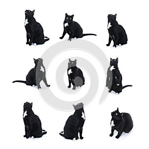 Sitting black cat isolated over the white background